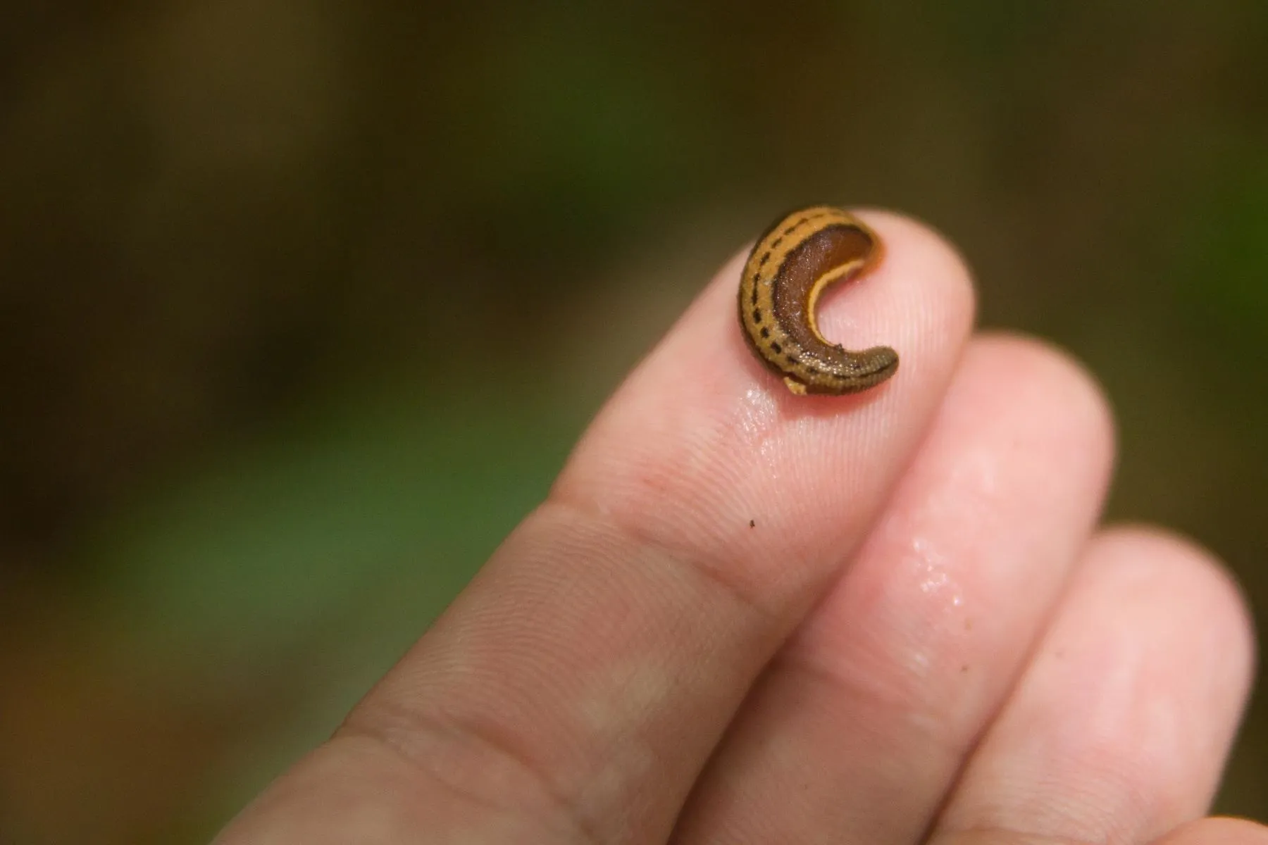 Leech Pharm Starter Package: 63 Sterile Leeches